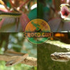 crococun-zoo-5b
