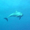 diving-aquanauts-7b