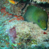 diving-puerto-morelos-4b